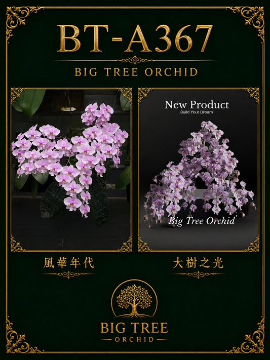 Phalaenopsis schilleriana (风华年代 x DS’s Pride)