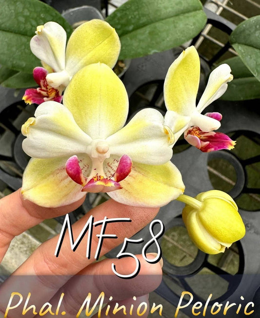 Phal. Minion Peloric