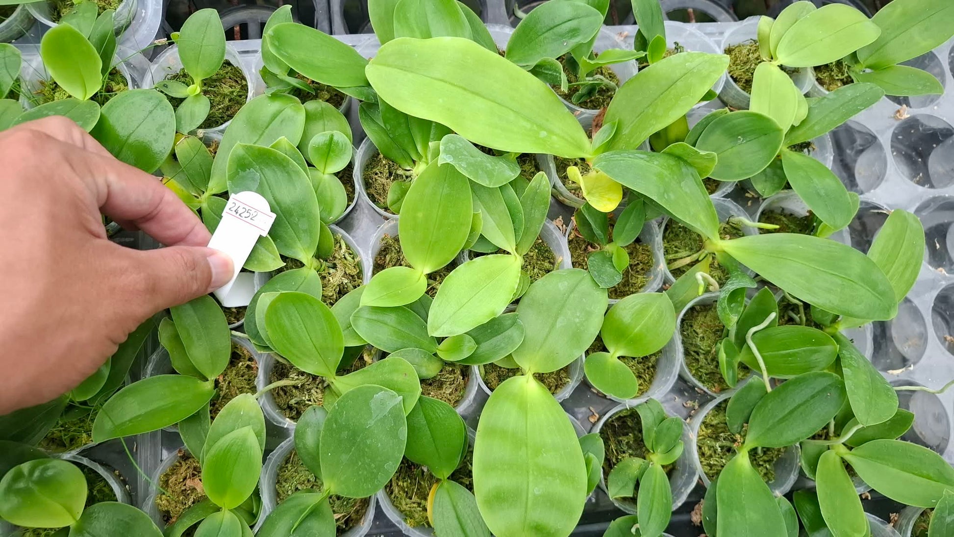 HCorchids