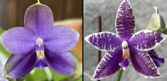 FlaskQA200 - Phal. Mainshow Sapphire x Phal. KS Blue Ludde