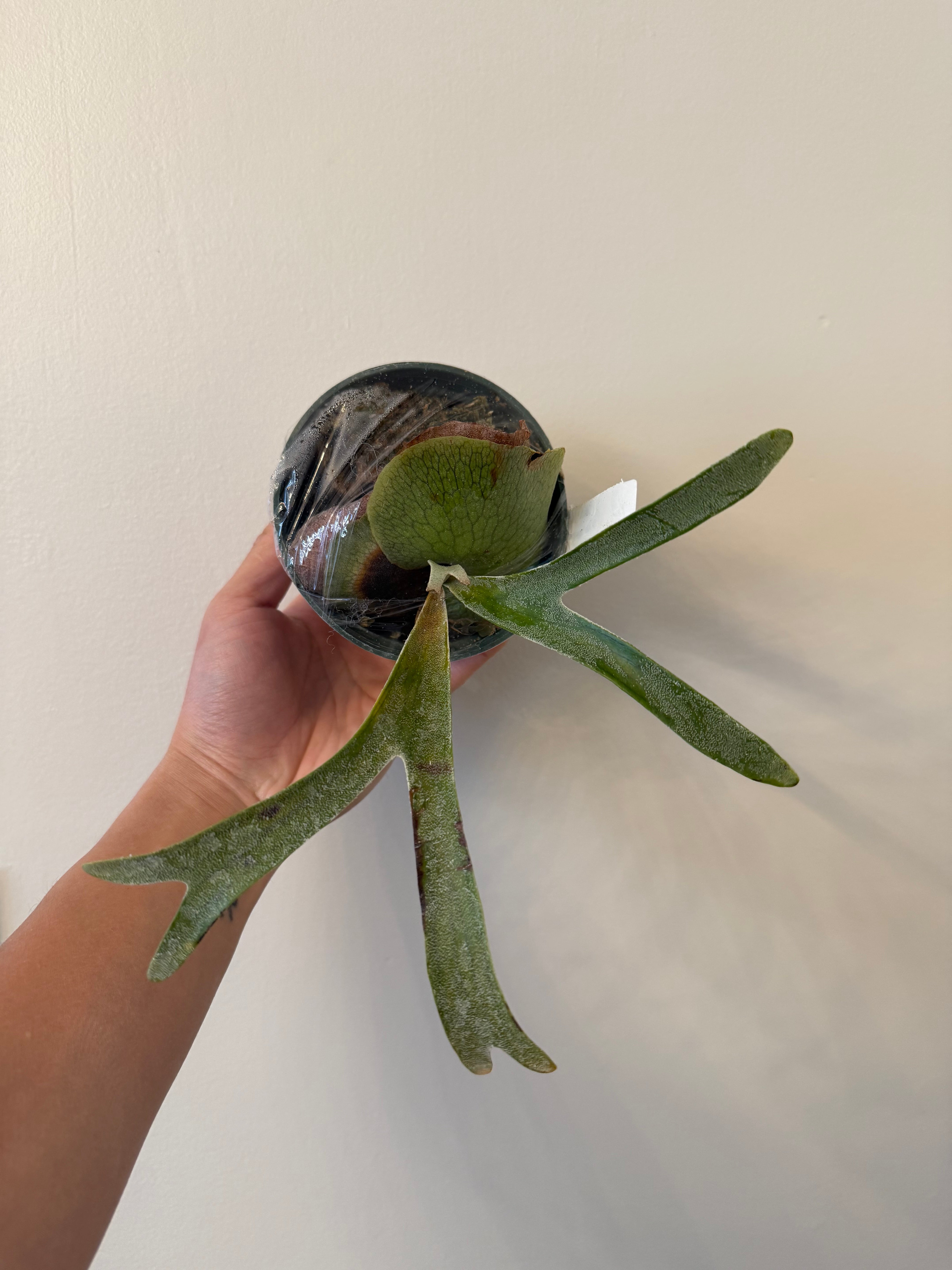 Platycerium alcicorne Plant 'Vassei'-Spore Plant | Vivid Fronds