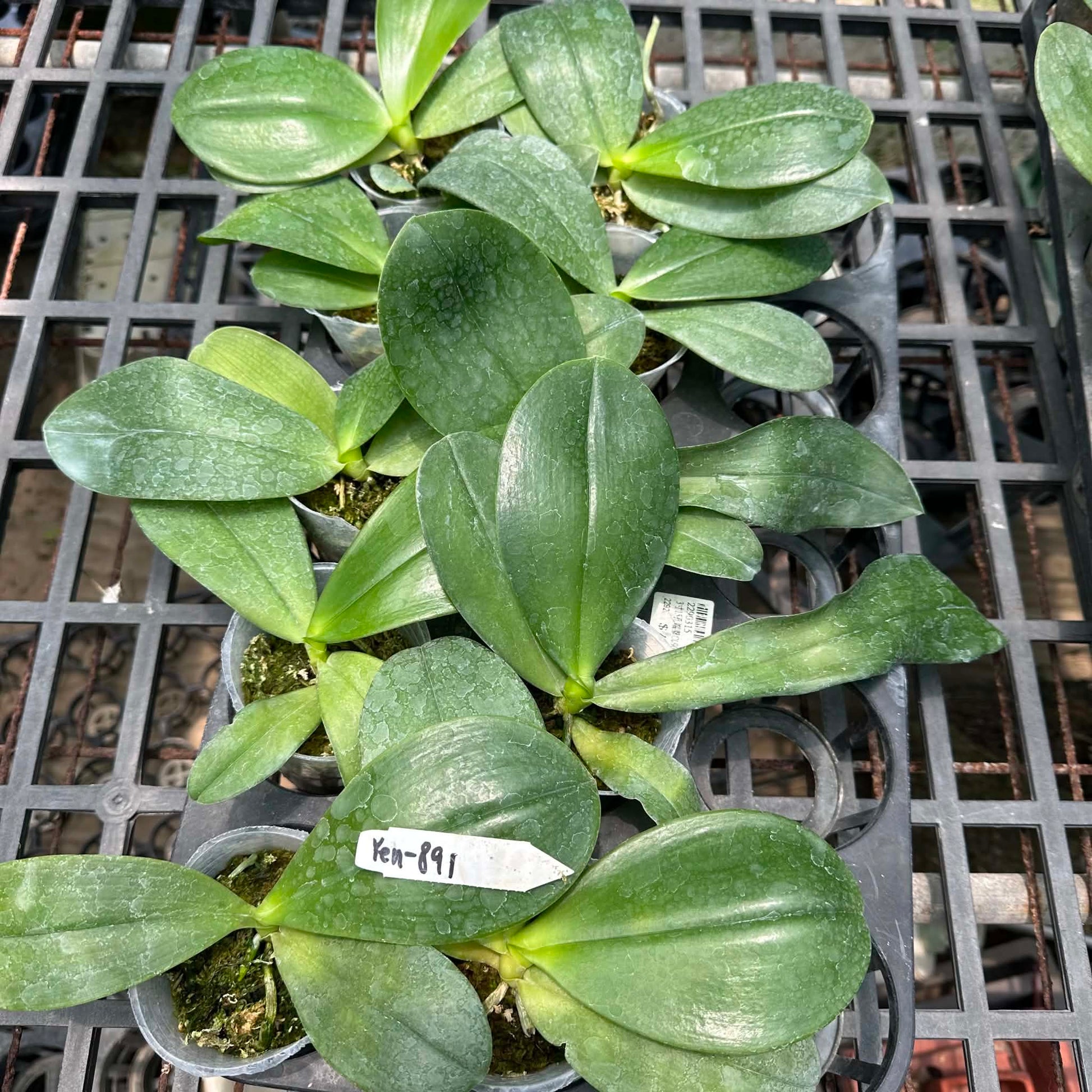 HCorchids