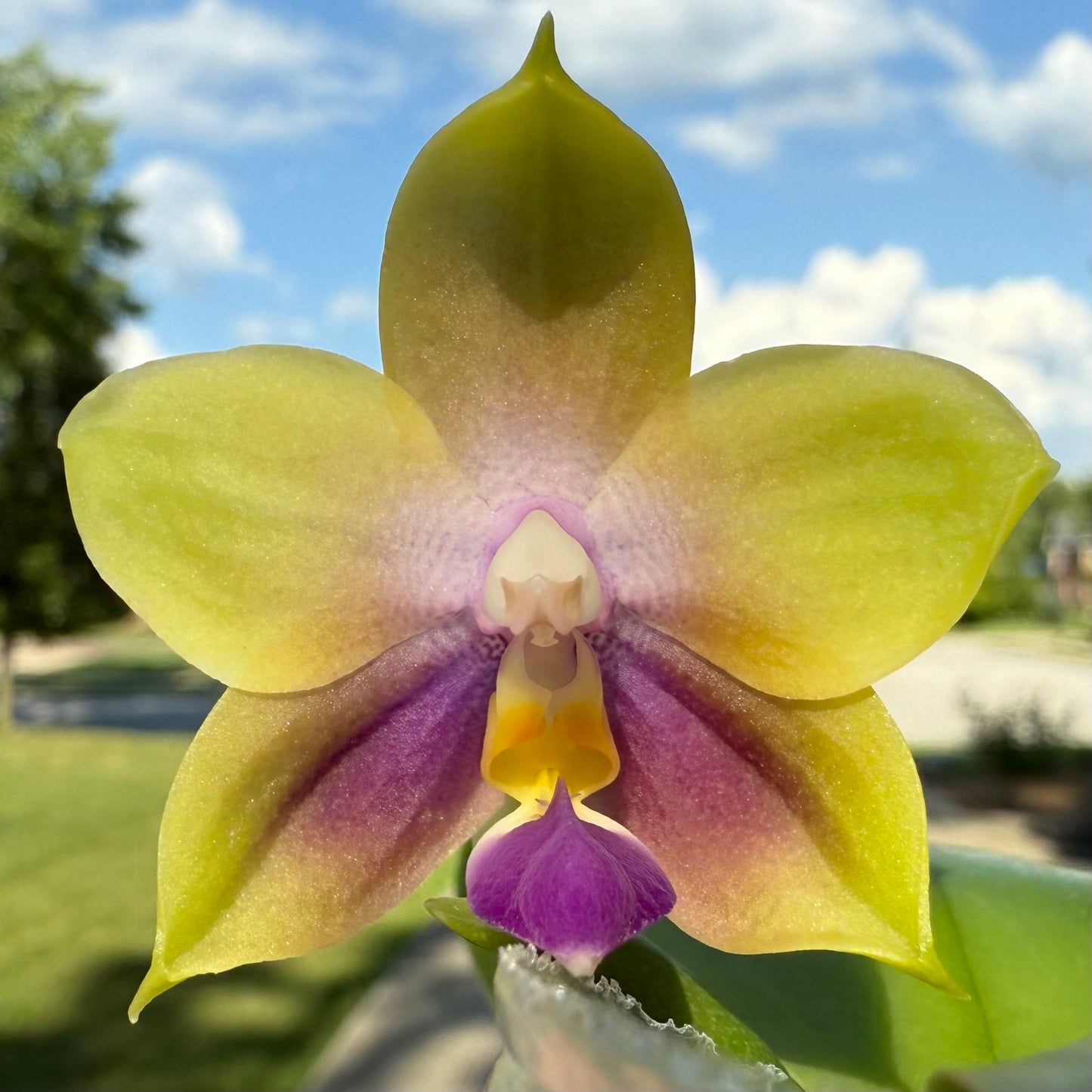 22362-Phal. Freya’s Blue Origin x LL Blue Pie