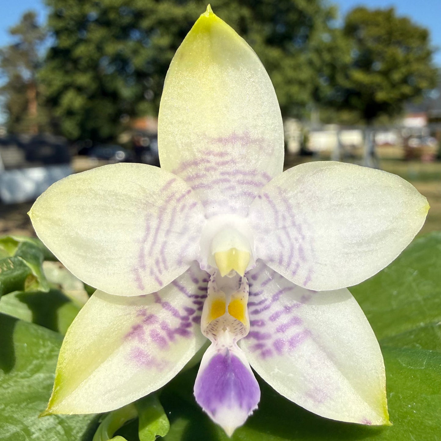 Phal. Mainshow Blue Wave x Phal. Mituo Purple Dragon