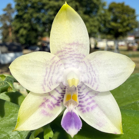 Phal. Mainshow Blue Wave x Phal. Mituo Purple Dragon