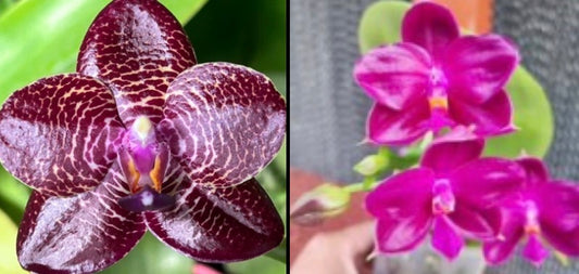 BKH2236 - Phal. Miro Sun ‘BK’ x Phal. (Yaphon Super Jaguar X (Yaphon Good Boy X venosa)) ‘BK#2’