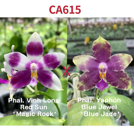 CA615 Phal. Orchid Seedlings - Phalaenopsis Bloom cross of Vinh Long Red Sun and Yaphon Blue Jewel with vibrant purple and white petals.