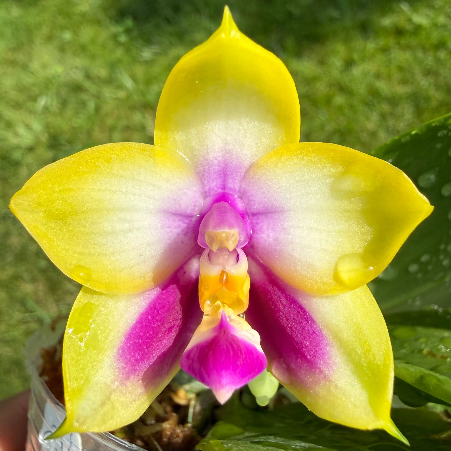 Phalaenopsis BKH2250