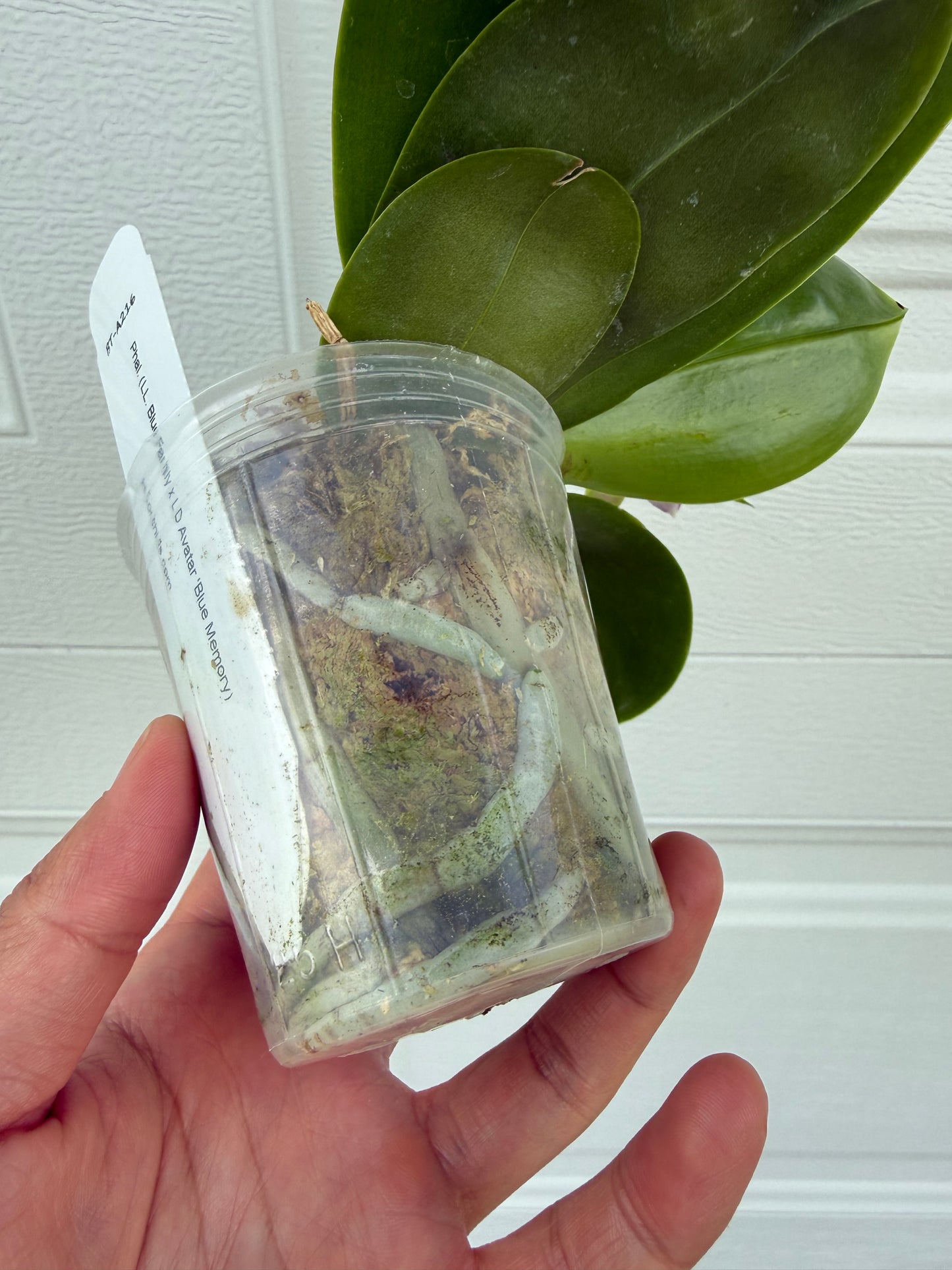 Phalaenopsis (LL Blue Family x LD Avatar)