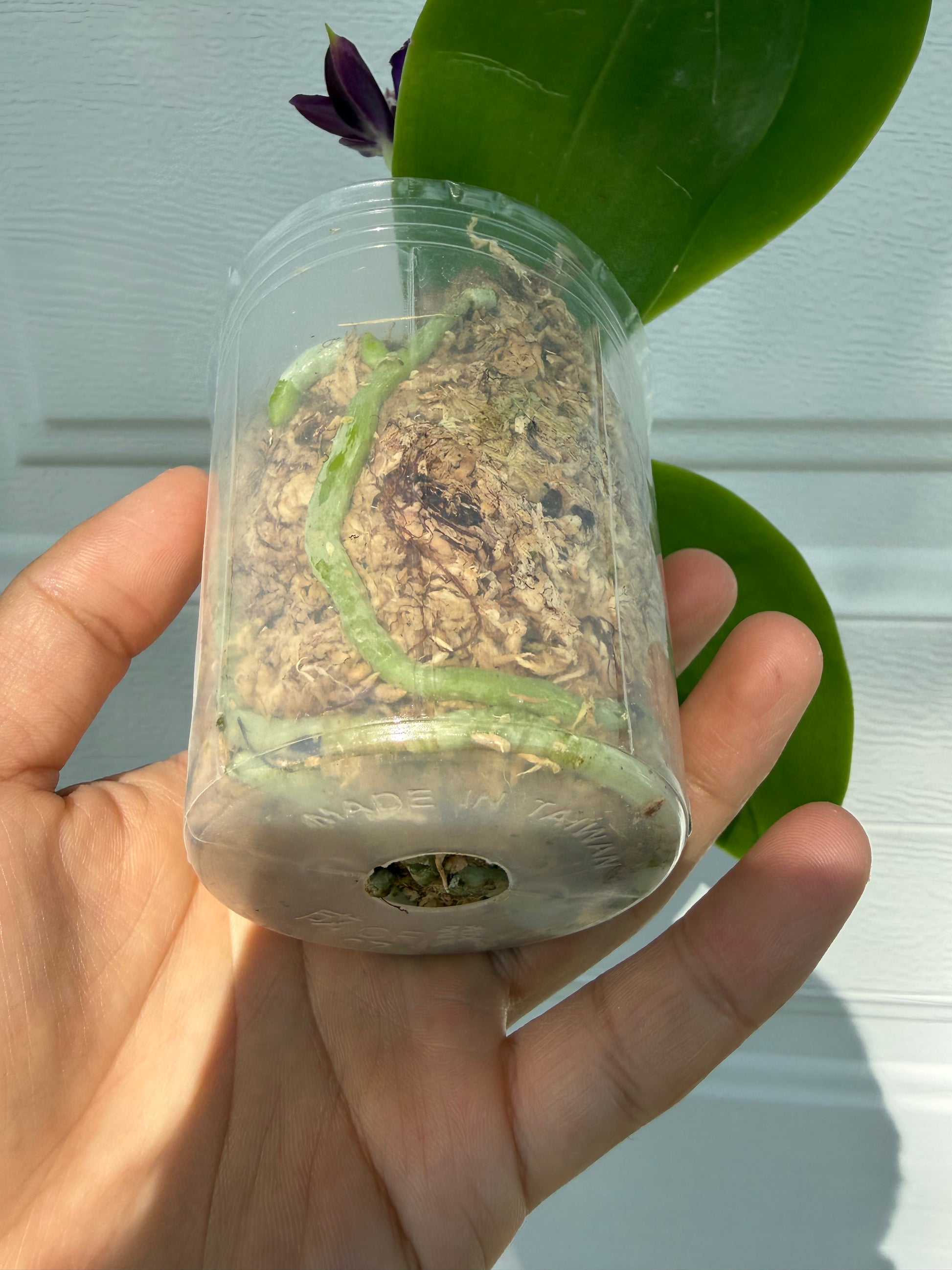 HCorchids