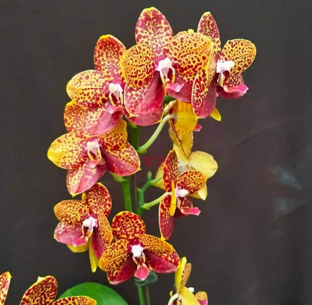 Close-up of Phalaenopsis Chienlung Black Parrot ‘CL Snake’ AM/AOS YL175 showcasing detailed speckled orchid blooms in red and yellow hues.