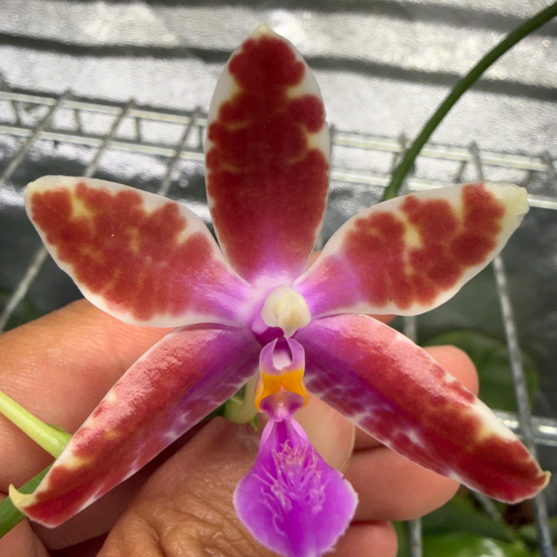 HCorchids
