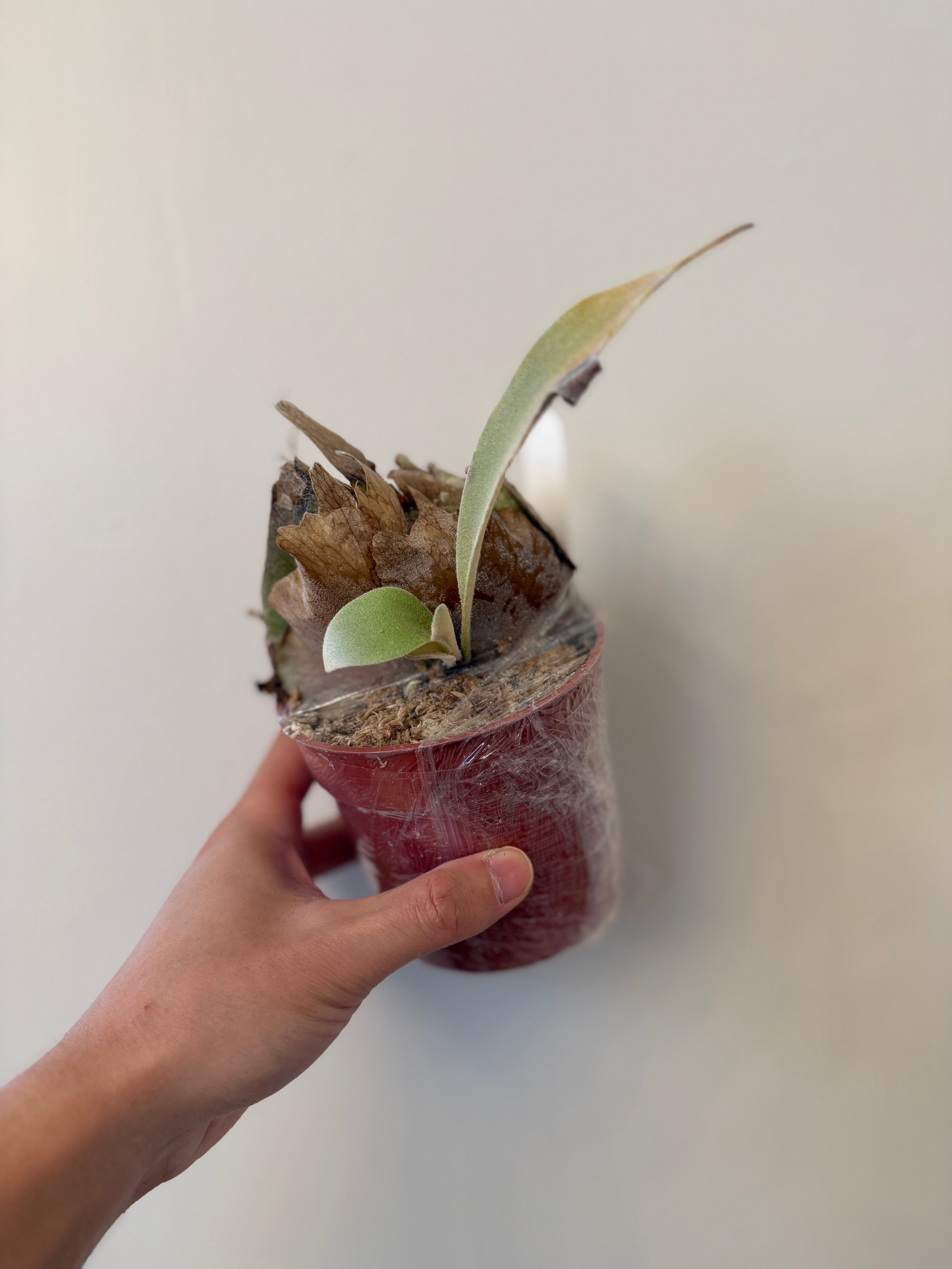Platycerium Veitchii Plants - Buy Online | Low Maintenance – HCorchids