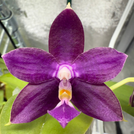 Phal. Mituo Princess x Phal. Mainshow Blue Tint