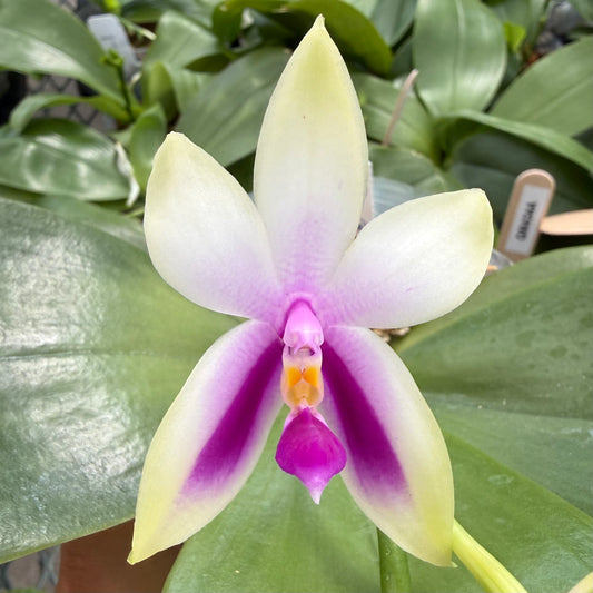 Phalaenopsis bellina Fire Type Select