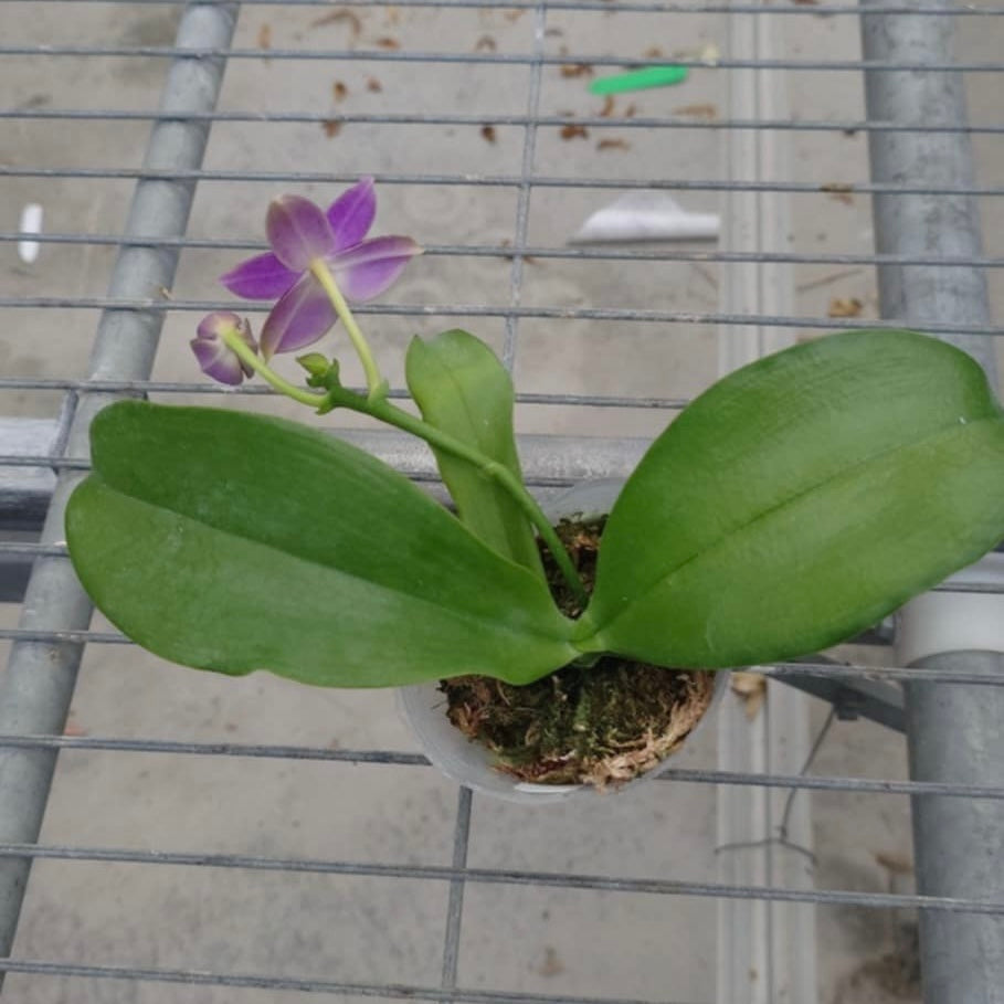 YL64 - Phal. Ludde - violacea