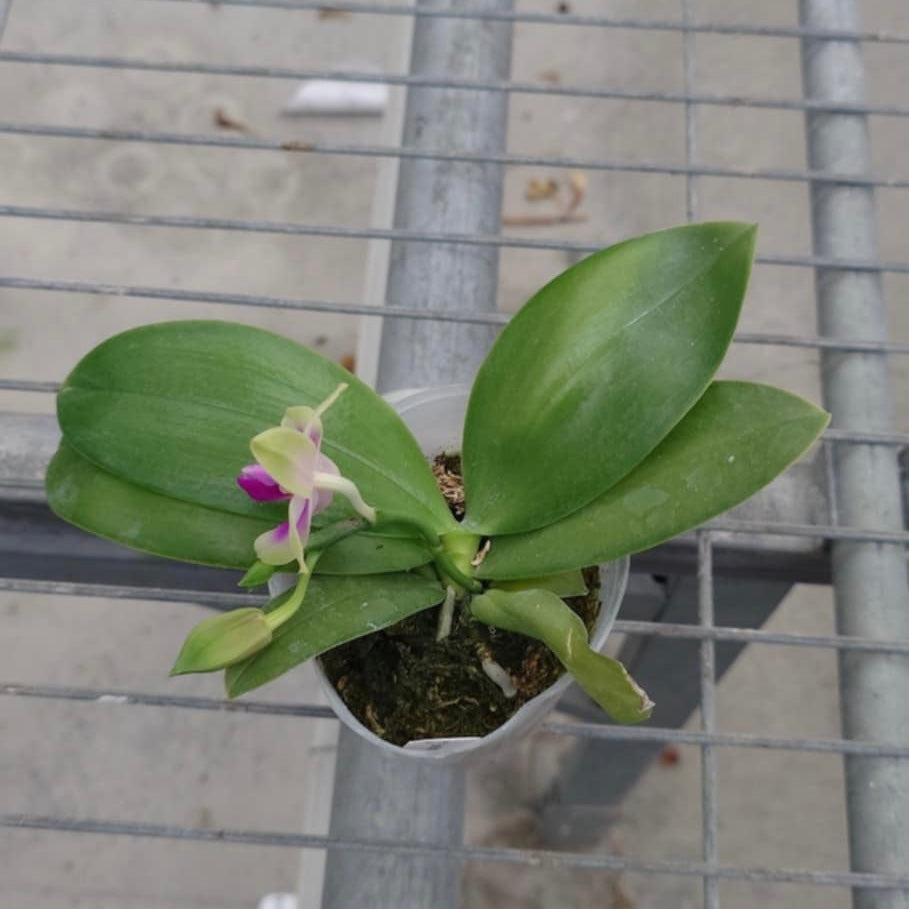 Phal. bellina ‘Fire Type’ x sib