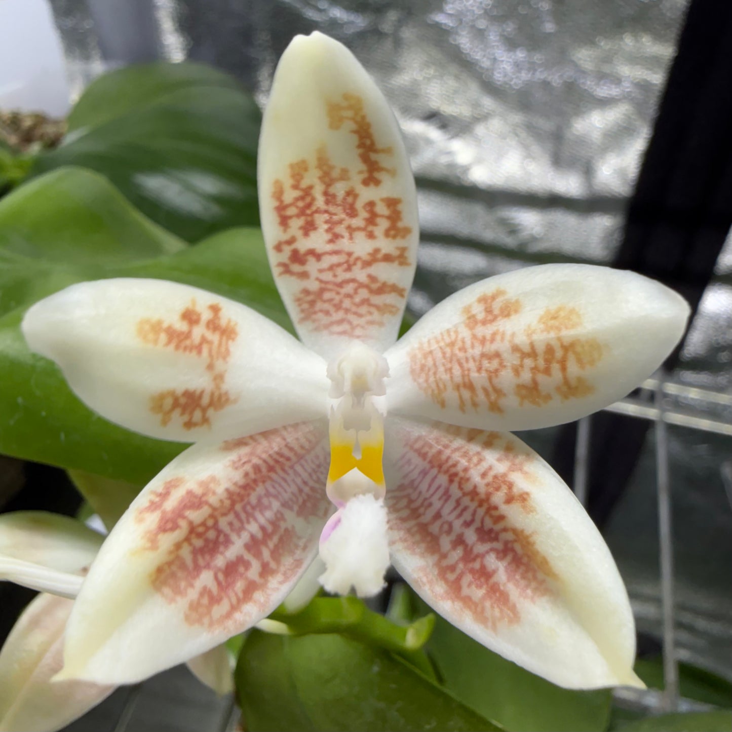 Phalaenopsis (Lucien Mugato x tetraspis)