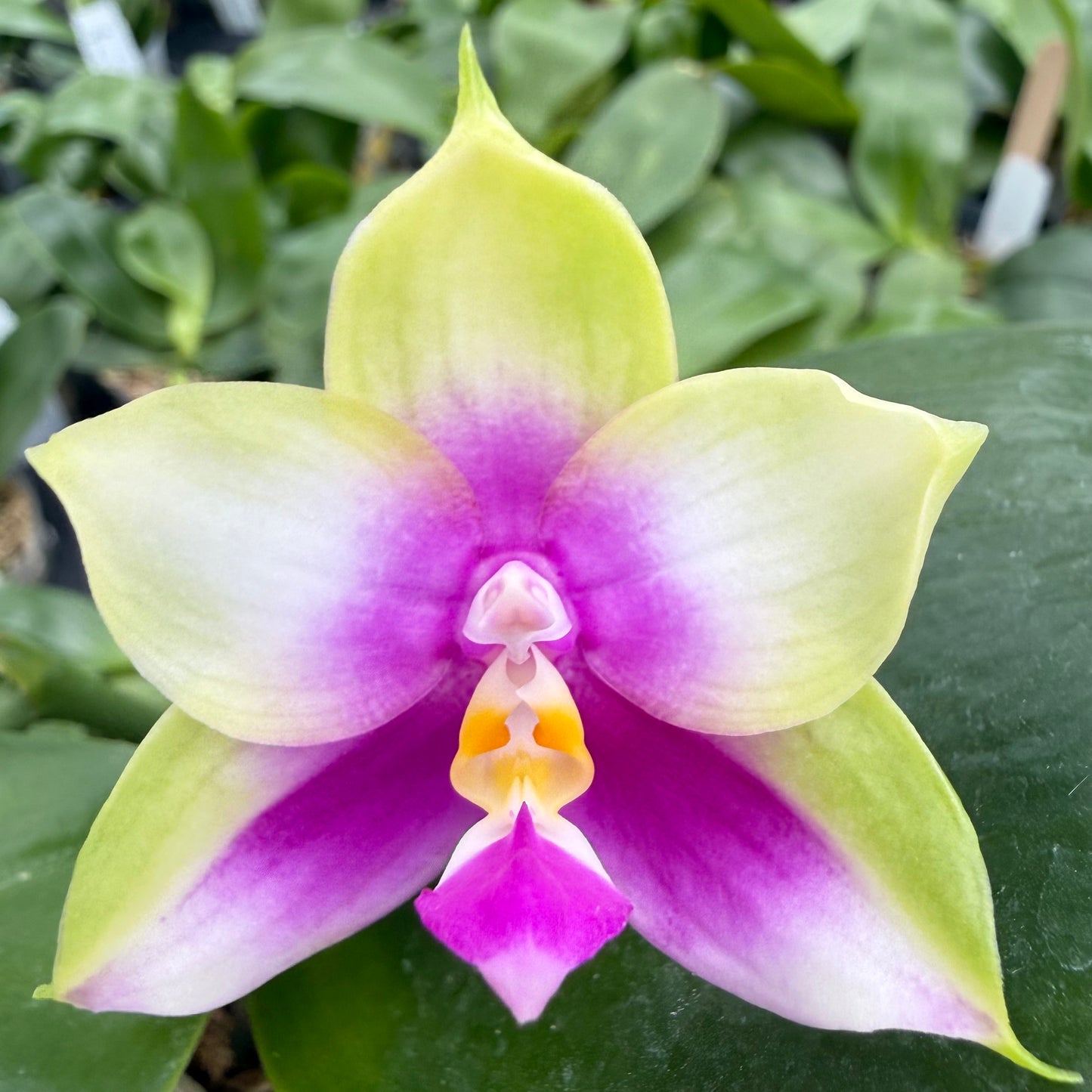 Phalaenopsis (Summer Beauty x Mituo Love)