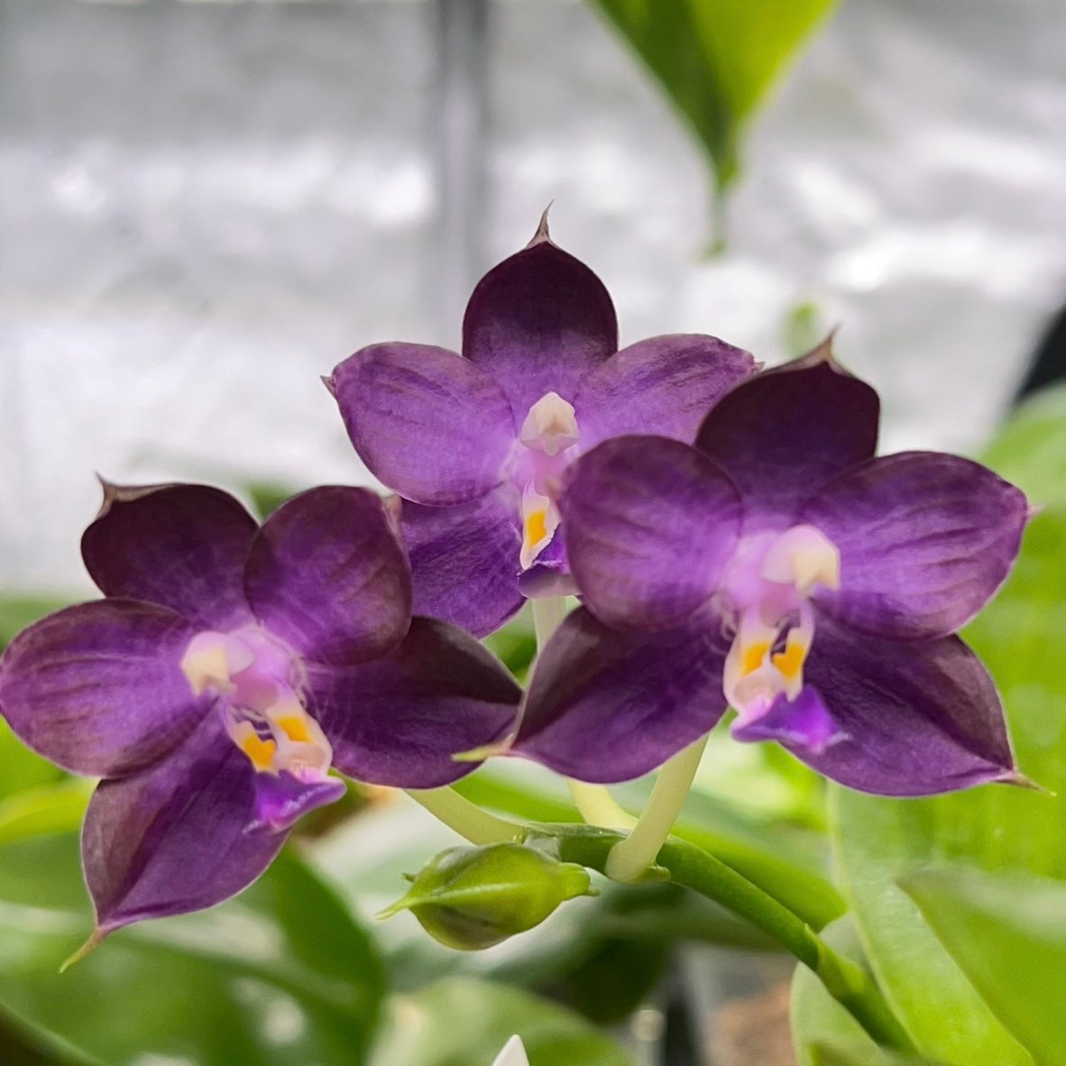 Phalaenopsis Mituo Purple Dragon ‘Blue Whale’ AM/AOS