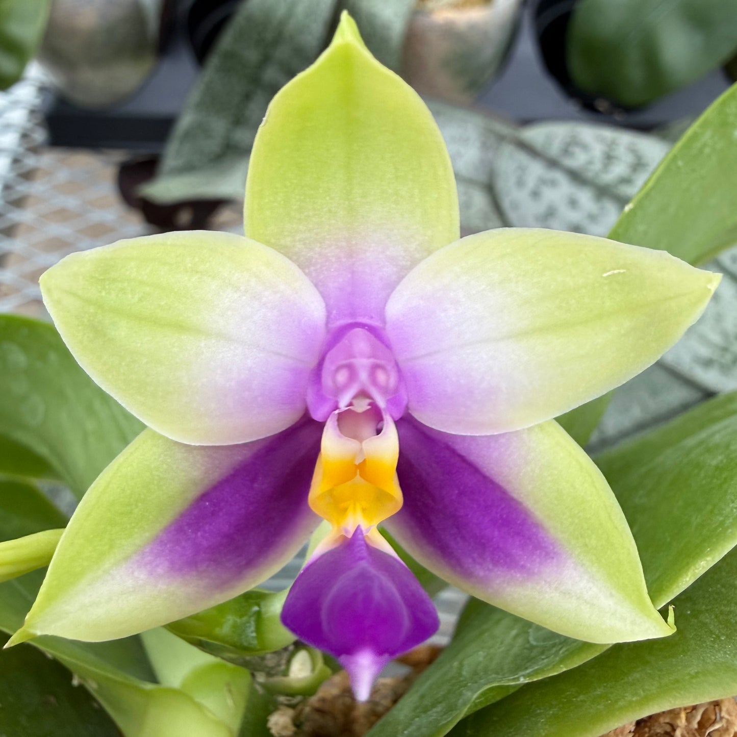 Phalaenopsis bellina coerulea x sib