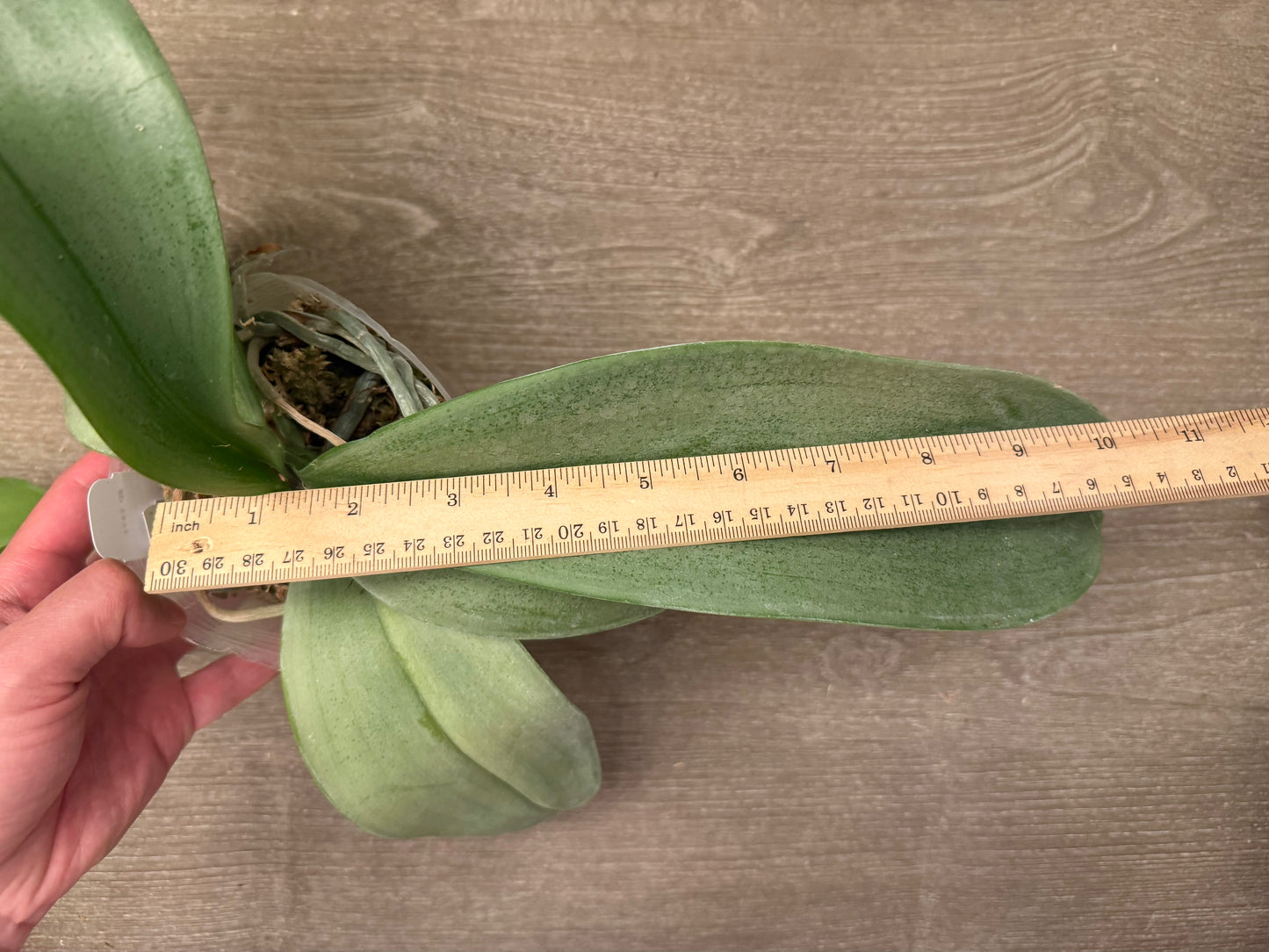 Phalaenopsis (sanderiana x amabilis Irean Java)