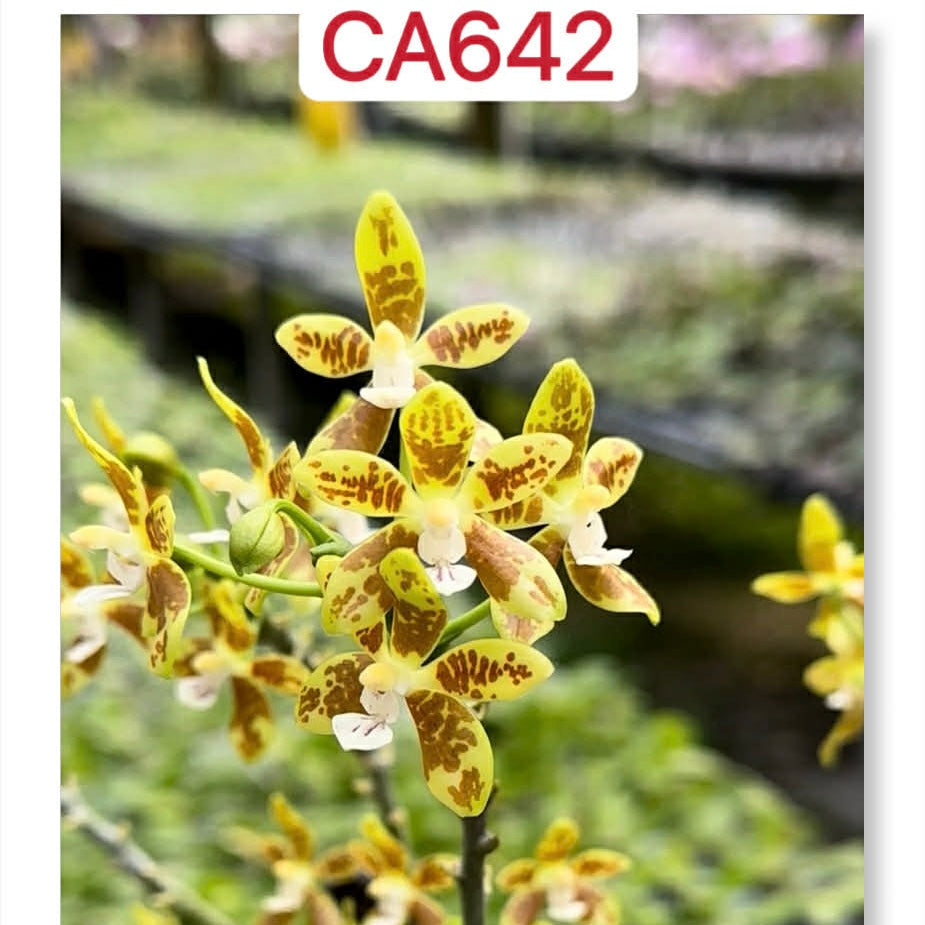 Phalaenopsis viridis - species orchids for sale with yellow-green petals and brown markings, ideal for indoor plant collections.