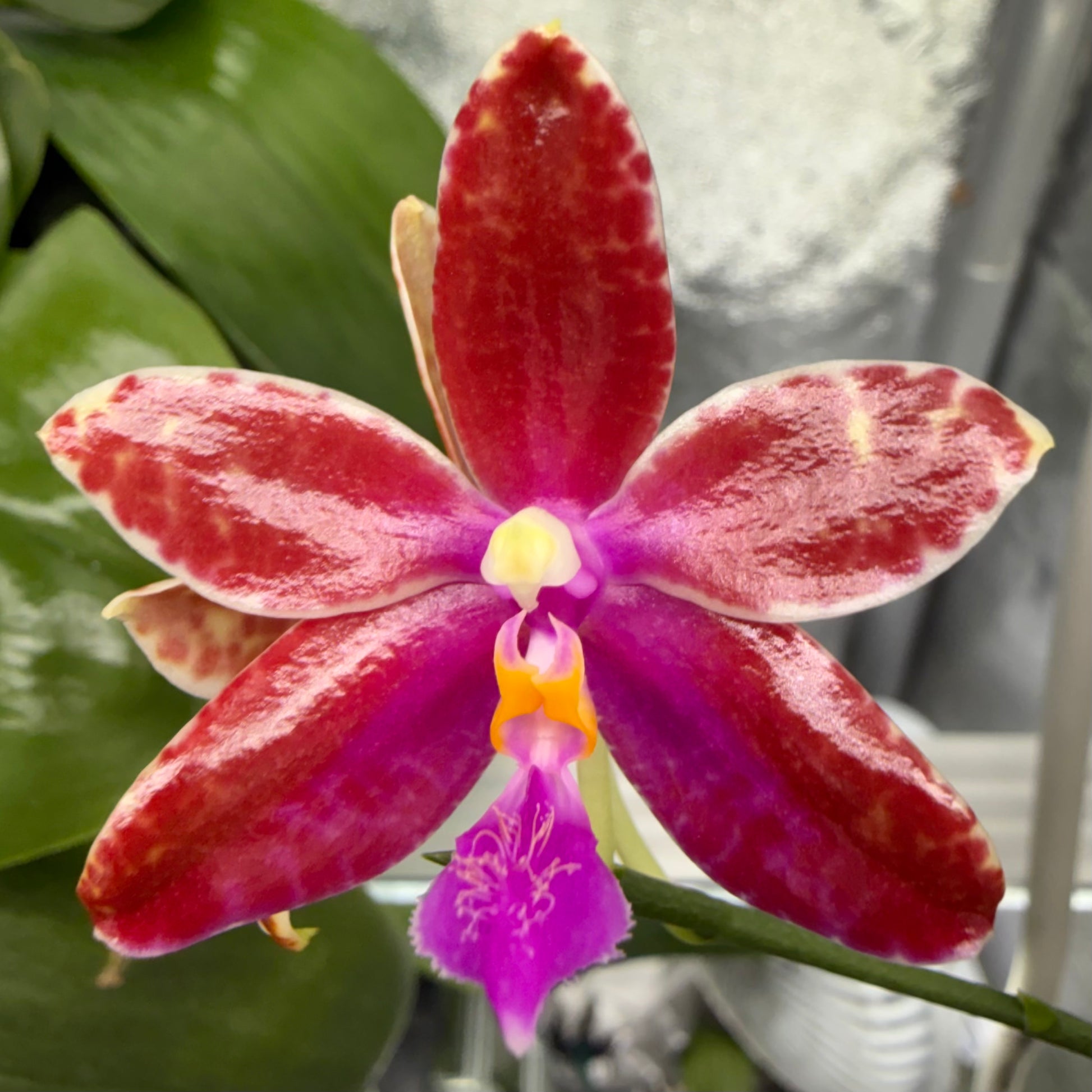HCorchids