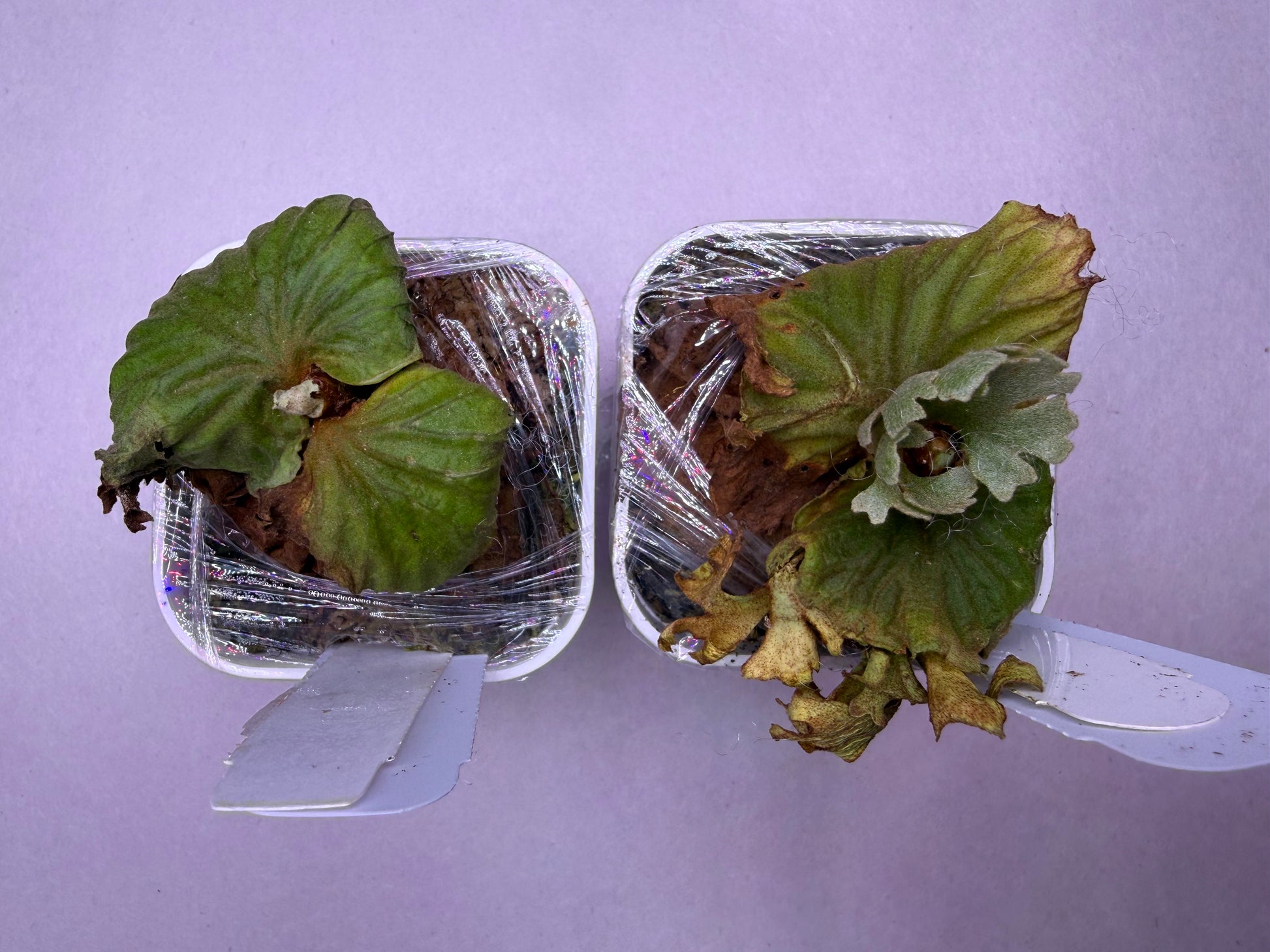 Platycerium Ridleyi Dwarf Plant | Rare, Collectible – HCorchids