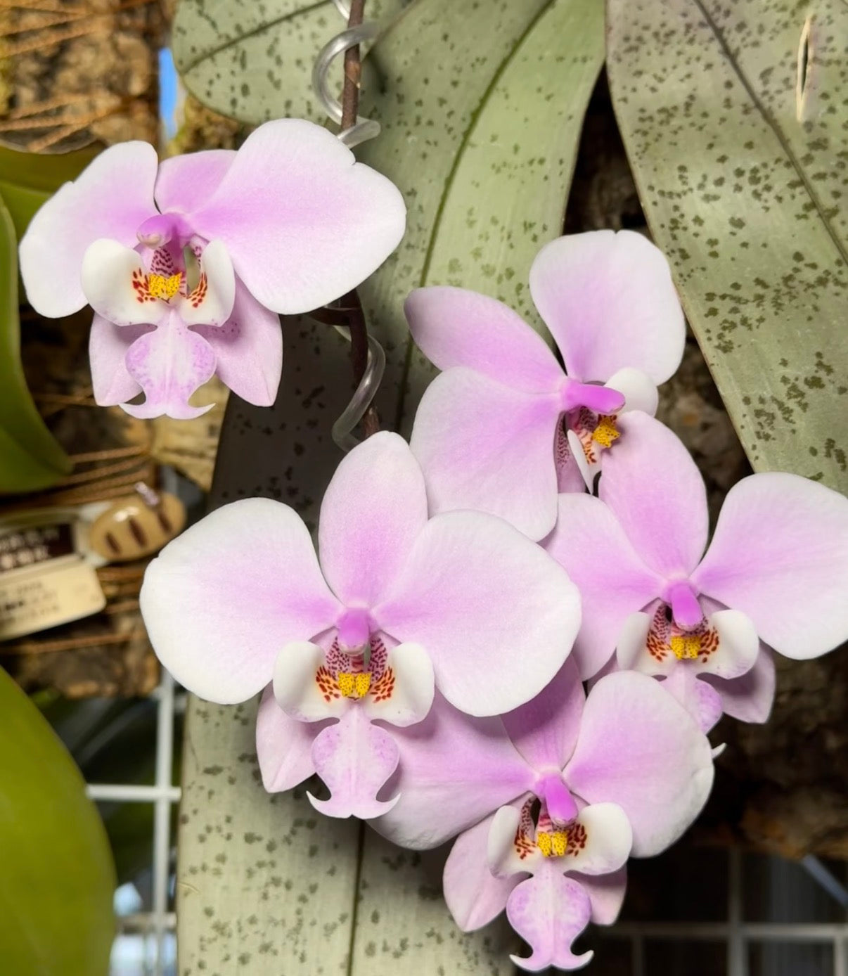 Phalaenopsis Orchid schilleriana 'Polar Bear' | Big Tree Orchids