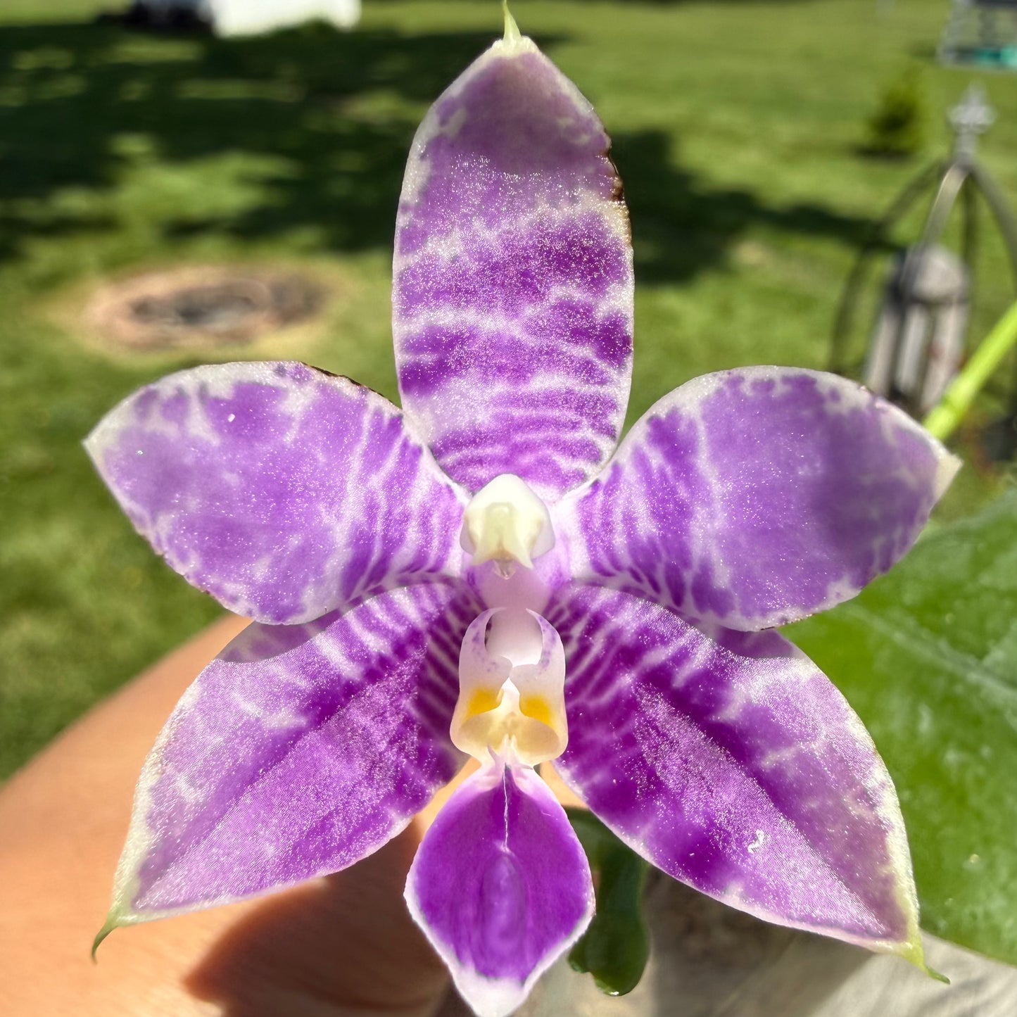 Phalaenopsis (KS Blue Ludde x Mainshow Sapphire)