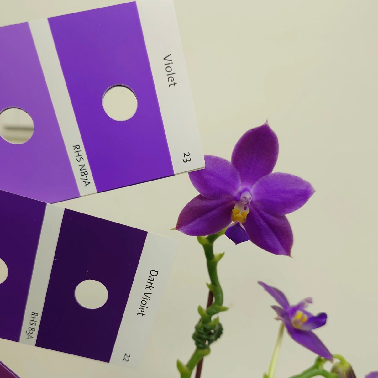 Phal. Ludde - violacea “YL64”