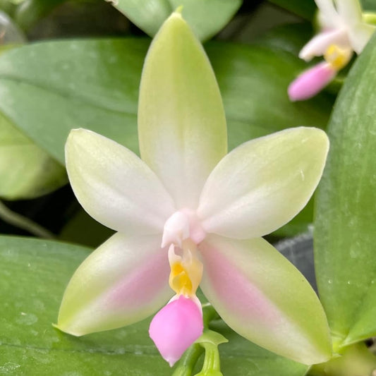 Phal. bellina pink