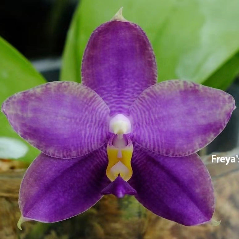 P. Freya's Blue Indian