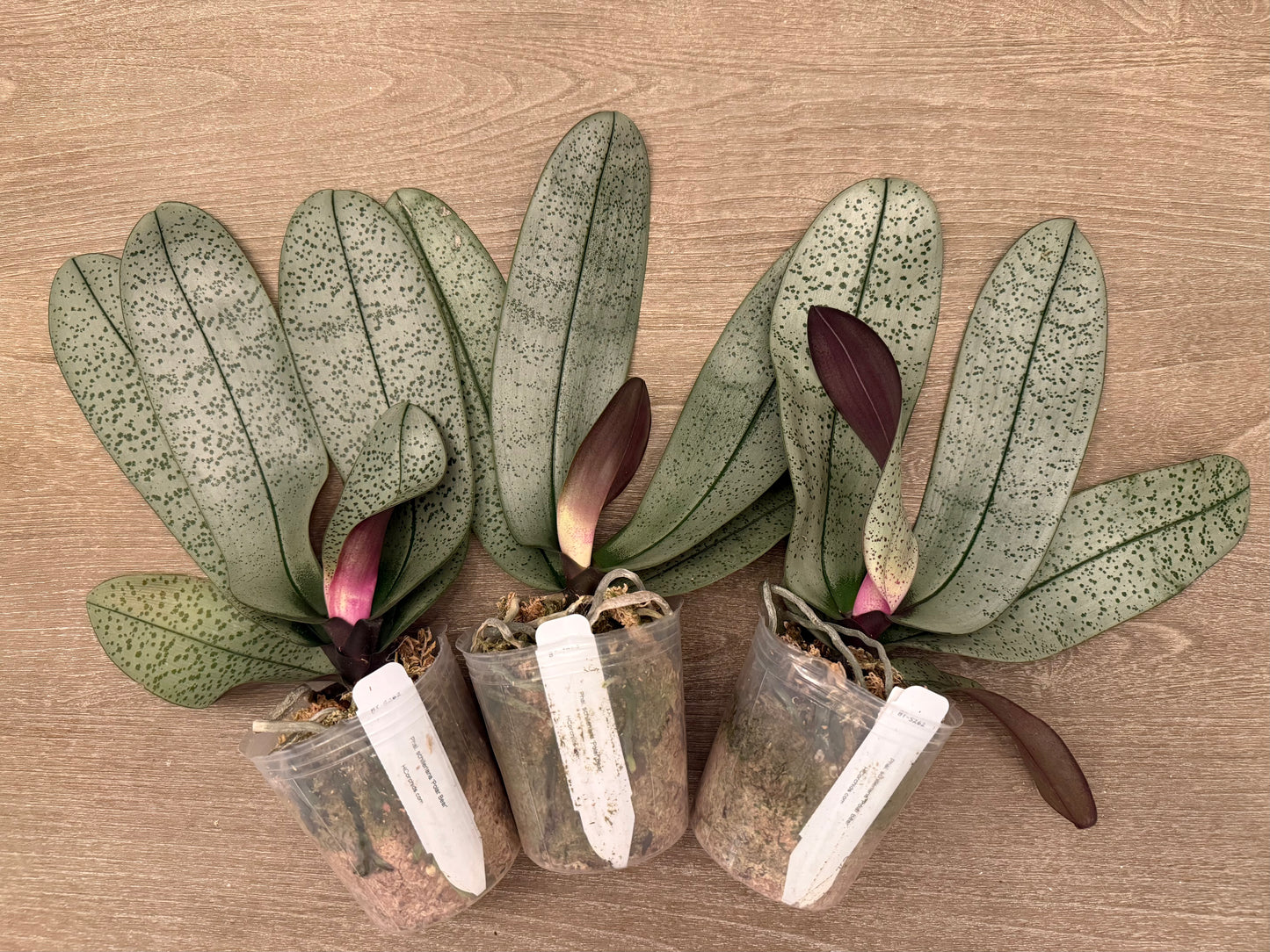 Phalaenopsis schilleriana ‘Polar Bear’ BTS262