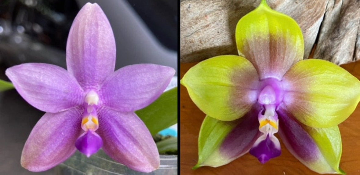 Compot-Phal. Smiley Bluebird x Phal .Mituo Princess 'Blue Jewel'