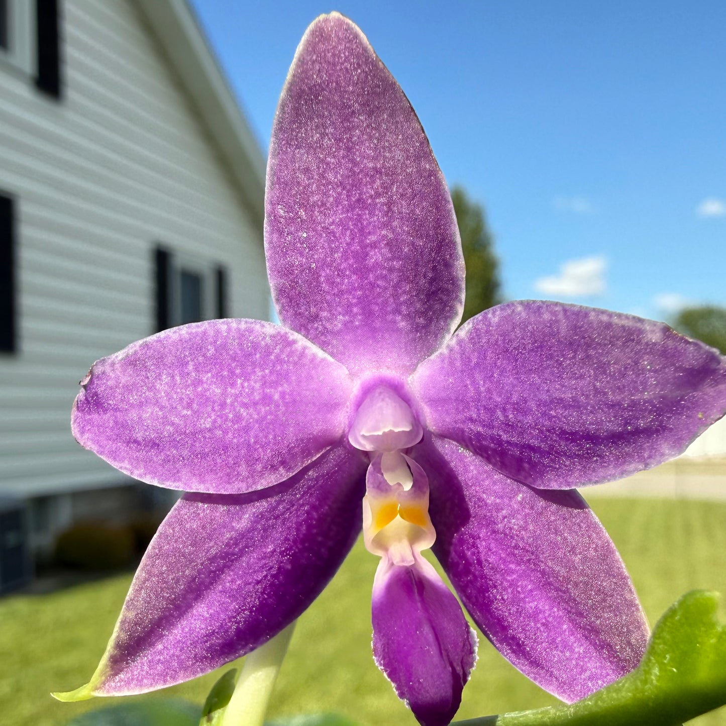 Phalaenopsis (Mainshow Blue Wave x Mainshow Sapphire)