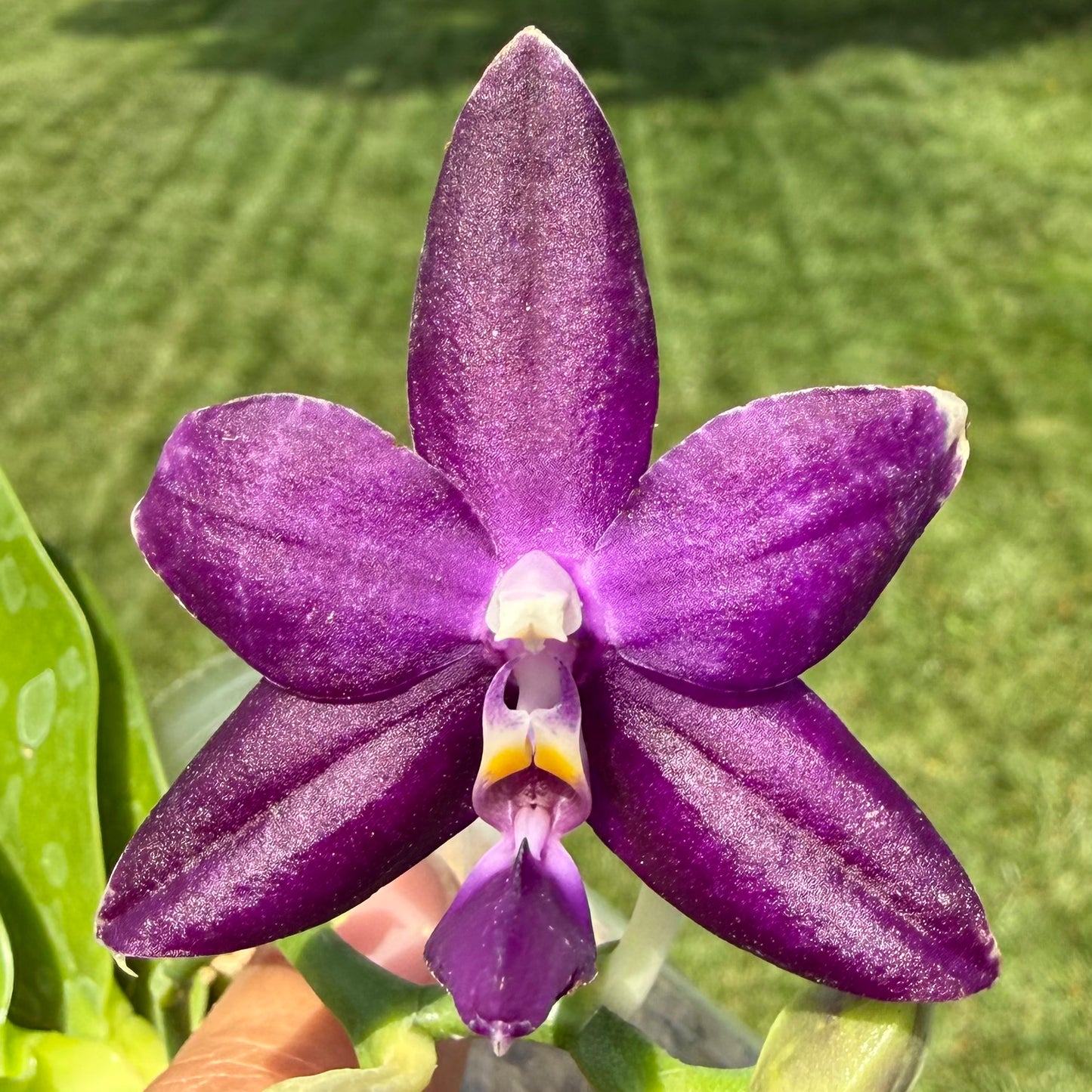 Phalaenopsis (Mainshow Sapphire x KS Blue Ludde)