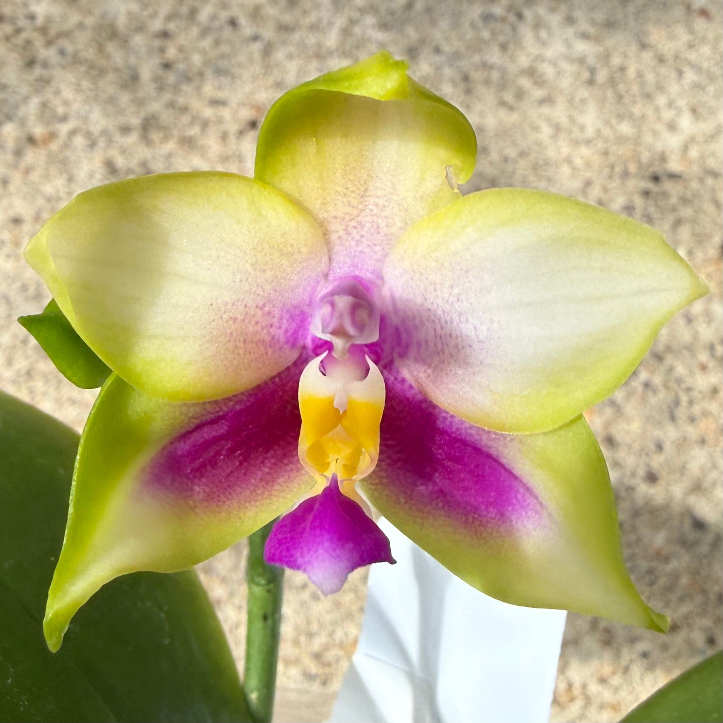 Phalaenopsis BKH 2324