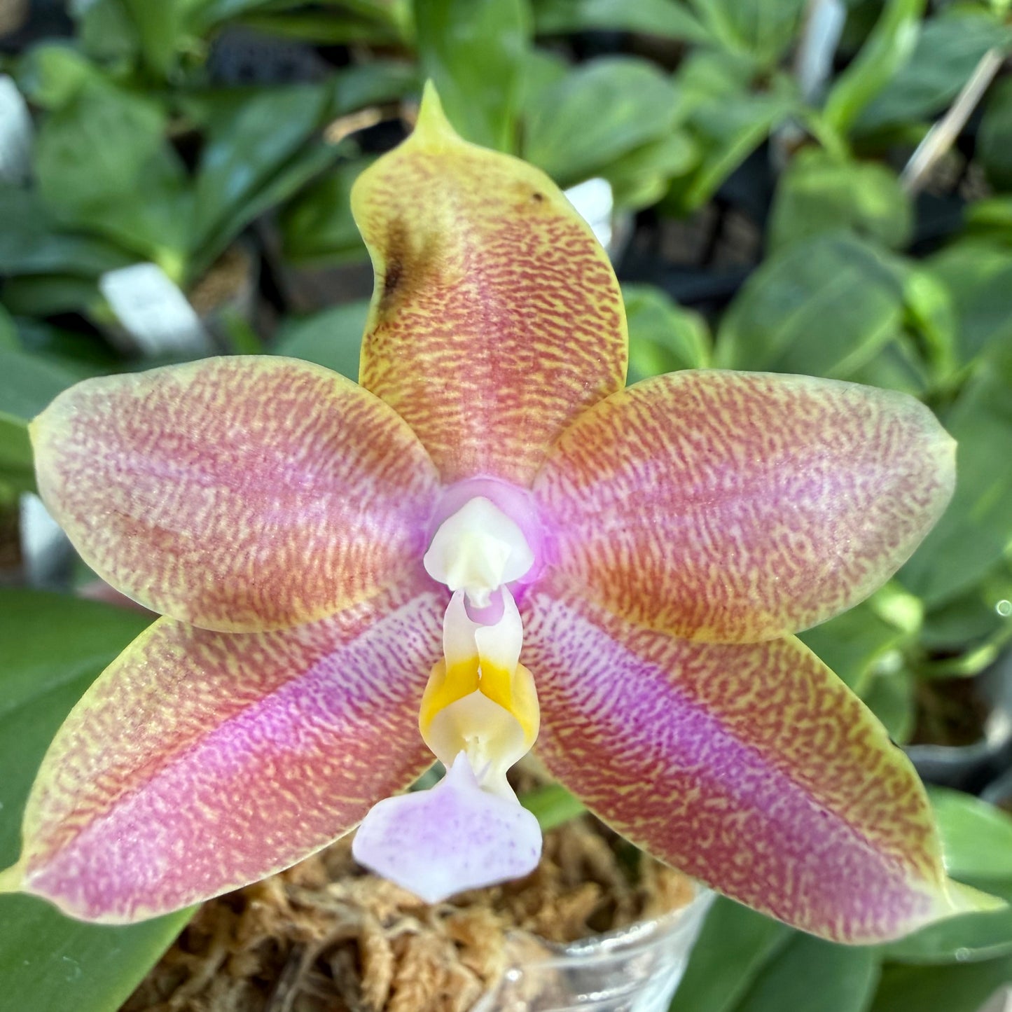 Phalaenopsis MS Mermaid’s Jewel