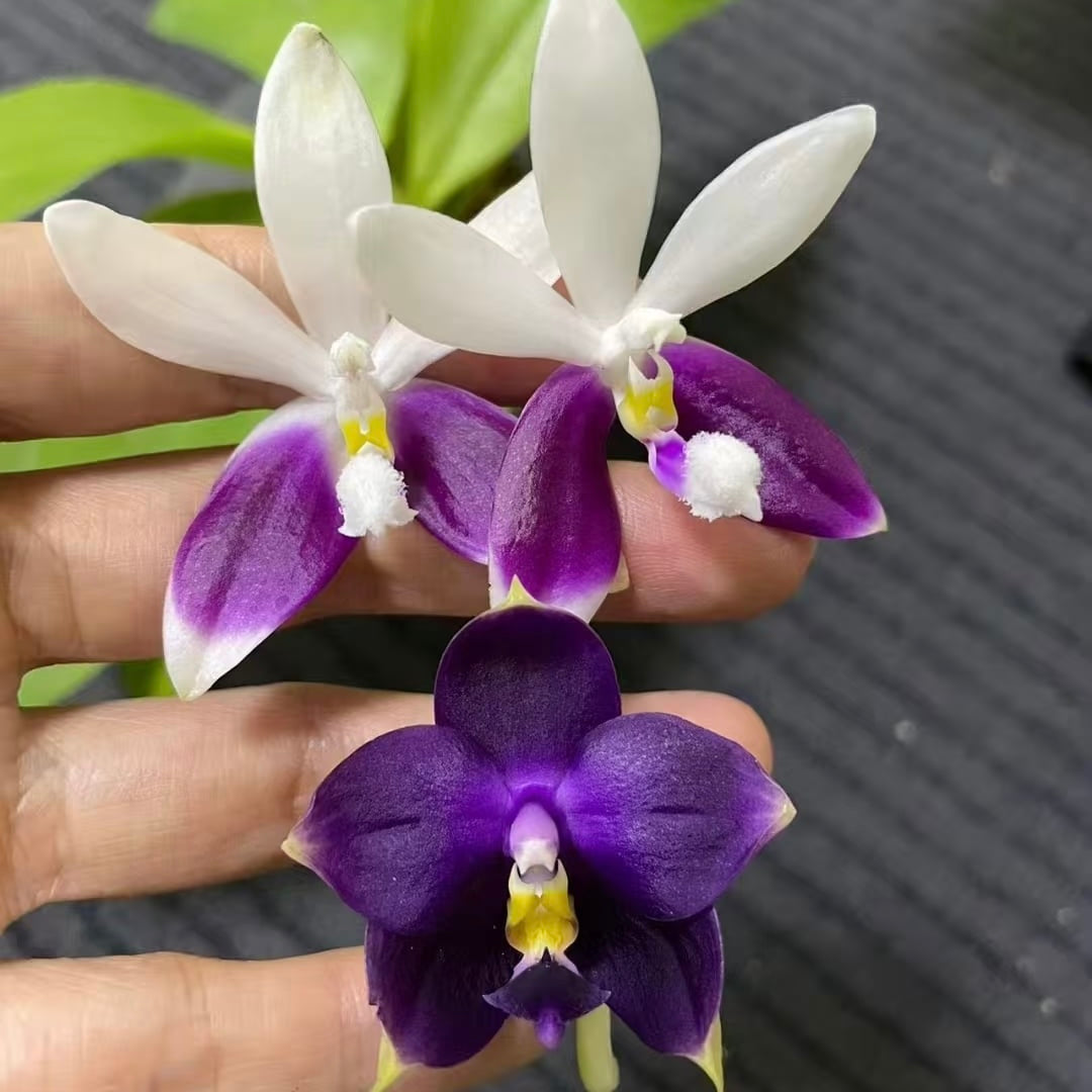 HCorchids