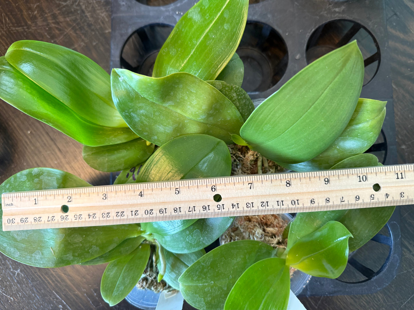 Phalaenopsis (KS Blue Ludde 319 x Mainshow Blue Elf) QA196