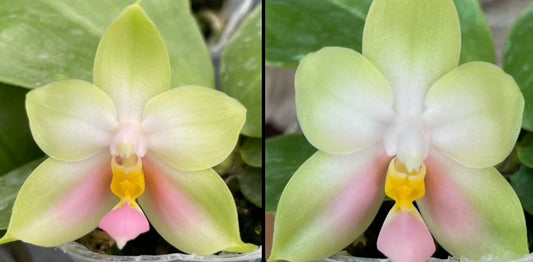 Phalaenopsis bellina pink