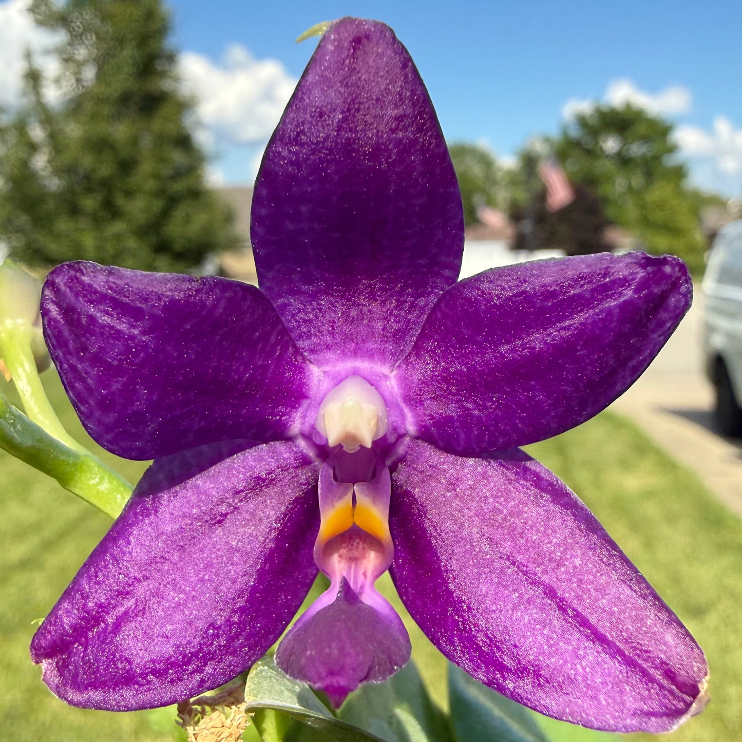 Phalaenopsis ((Yaphon Christmas x KS Blue Ludde) x Mainshow Sapphire)