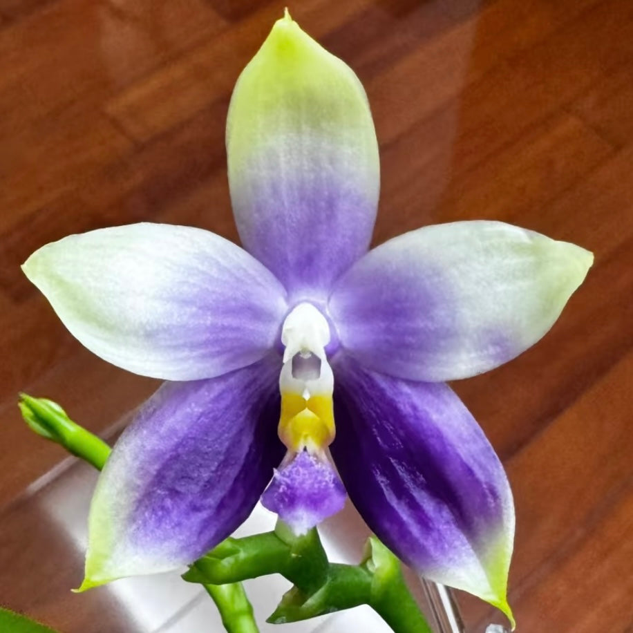 CA553 - Phal. Vinh Long Red Sun "Magic Rock" x P. Lee Wee Queen “Blue Idol”