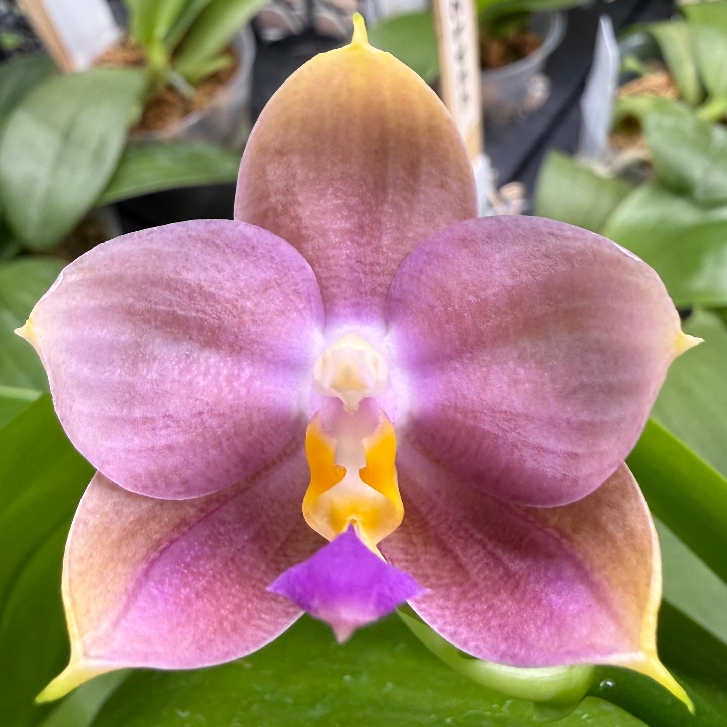 Phalaenopsis BKH 2369