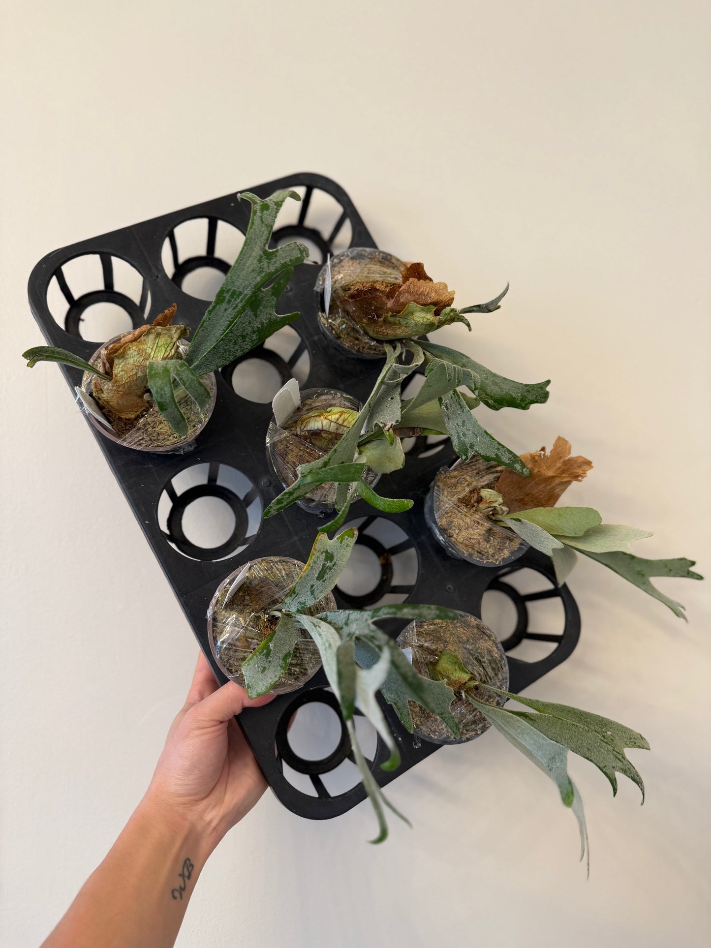 Platycerium Moonlight SBD Spores