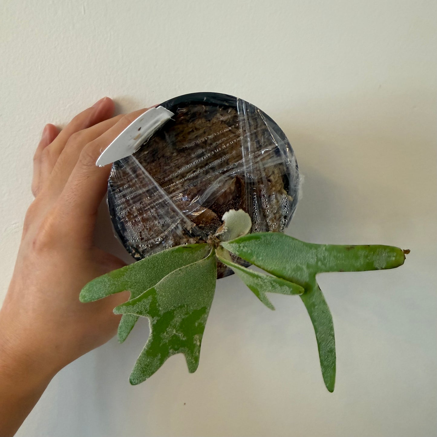 Young Platycerium Willinckii Nook Thin plant in a plastic pot wrapped for shipping, featuring fuzzy green fronds and labeled for identification.