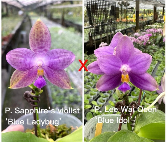 Phal. Sapphire’s Violist x Phal. Lee Wai Queen