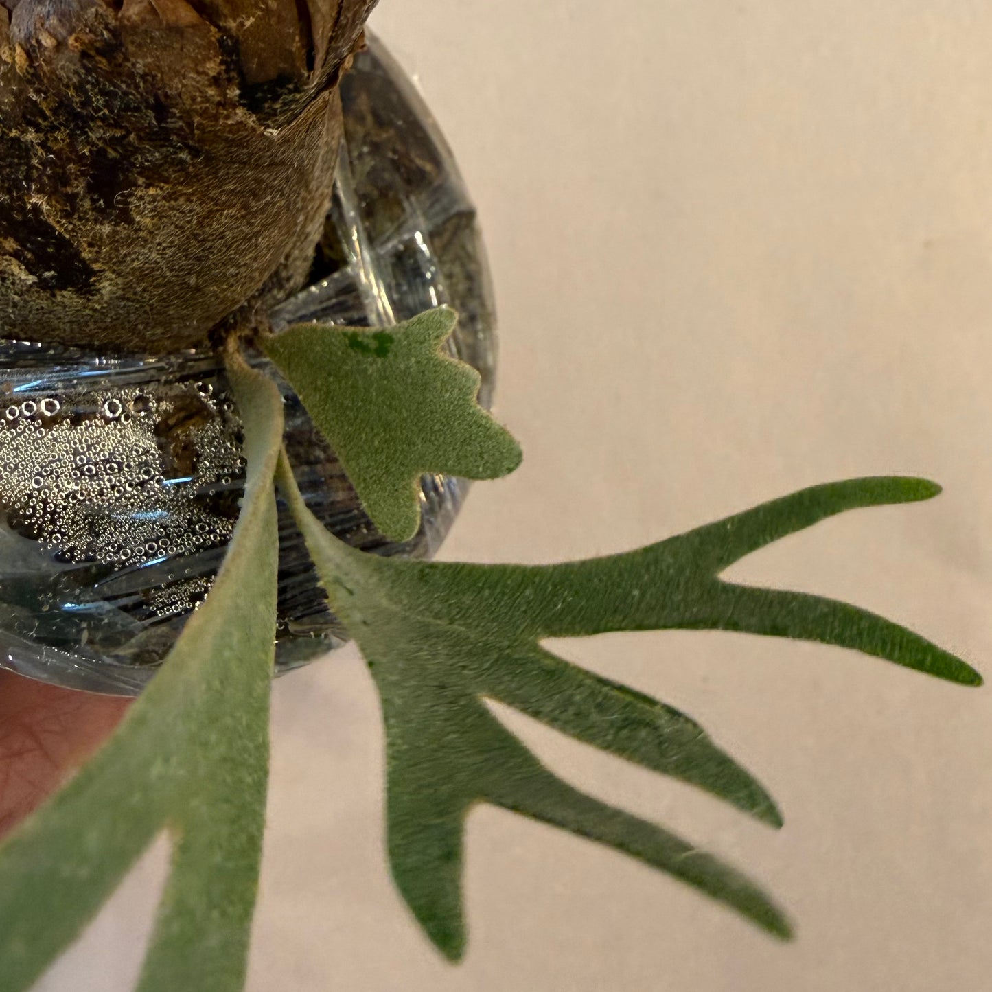 Platycerium Willinckii Moonlight ‘Dwarf Select’